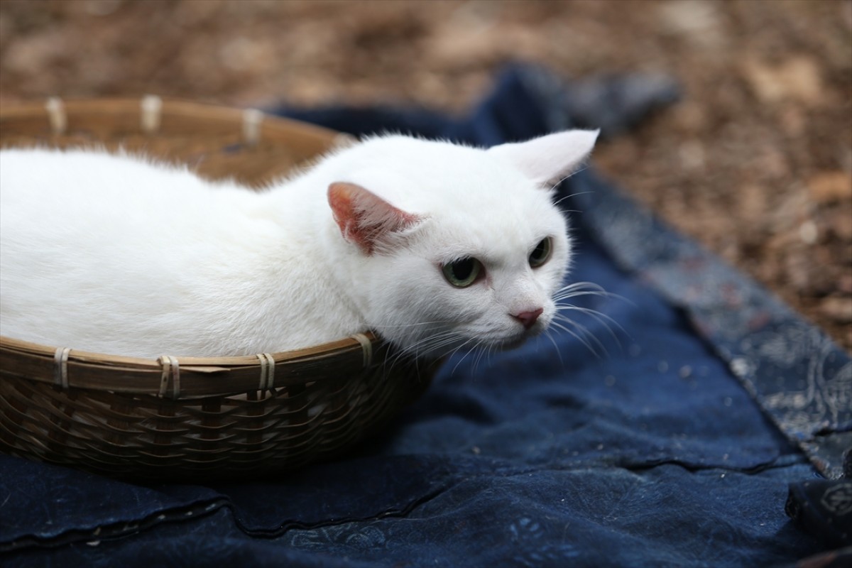 キュン死注意!?　猫好きにはたまらない激カワ『猫侍』フォト特集