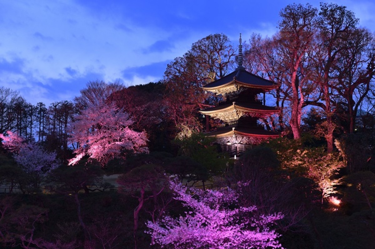 大庭園での花見や桜ビュッフェなど、ホテル椿山荘で“桜”を満喫する限定プラン登場！