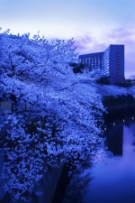 夜も美しい神田川沿いの約2kmにもおよぶ桜並木