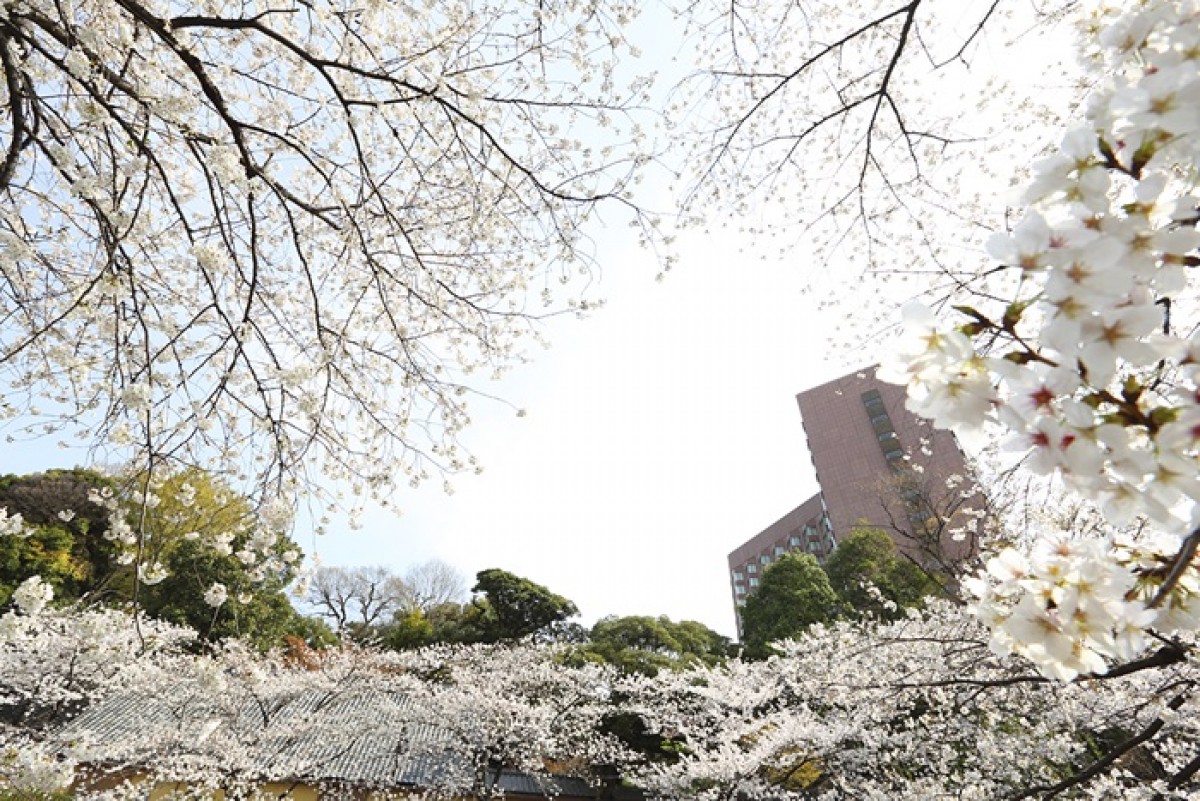 大庭園での花見や桜ビュッフェなど、ホテル椿山荘で“桜”を満喫する限定プラン登場！