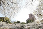桜の森に迷い込んだよう…