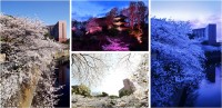 色々な桜の表情を楽しめる、ホテル椿山荘東京「桜センセーション」
