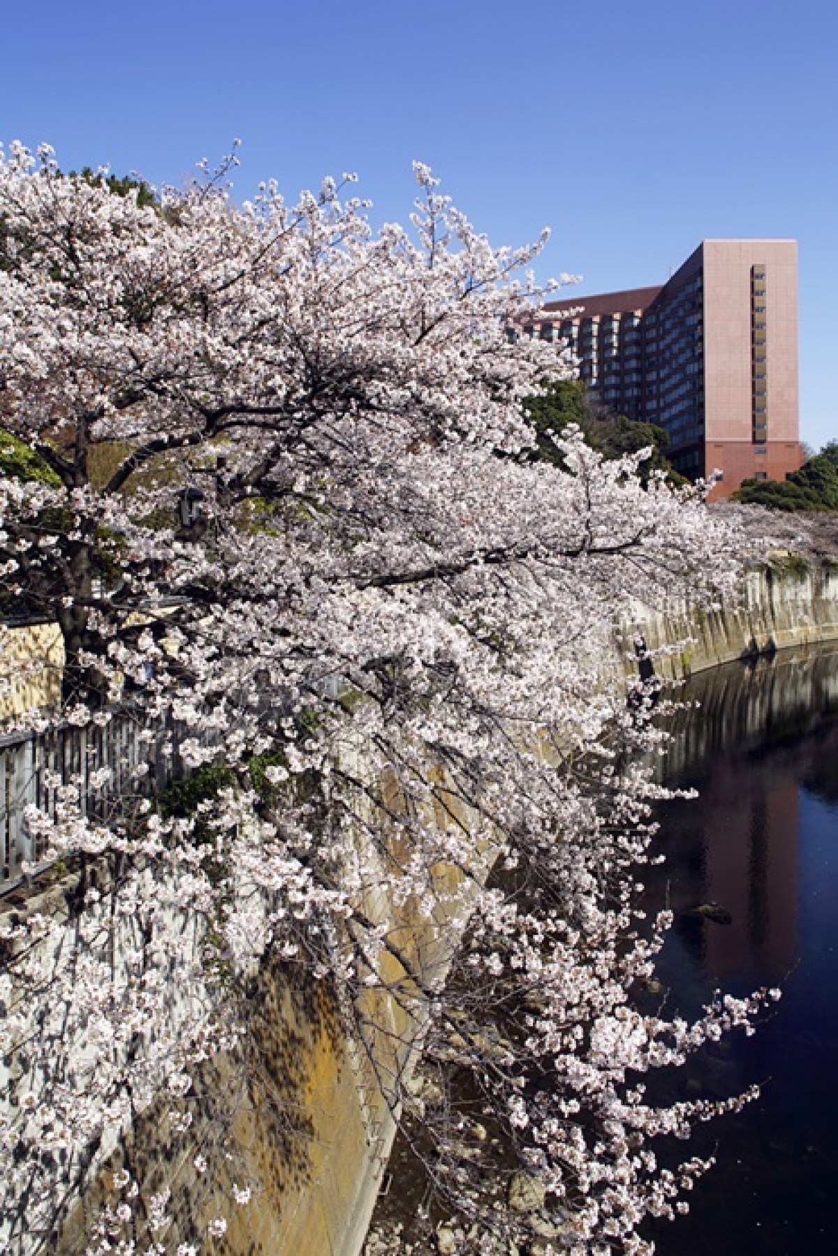大庭園での花見や桜ビュッフェなど、ホテル椿山荘で“桜”を満喫する限定プラン登場！
