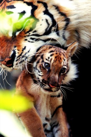 「それ、ネコじゃなくてトラでしょ？」米・トラを連れてバーに入った男、逮捕！