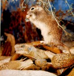 ネズミに前足をかじられたカメが車輪を移植