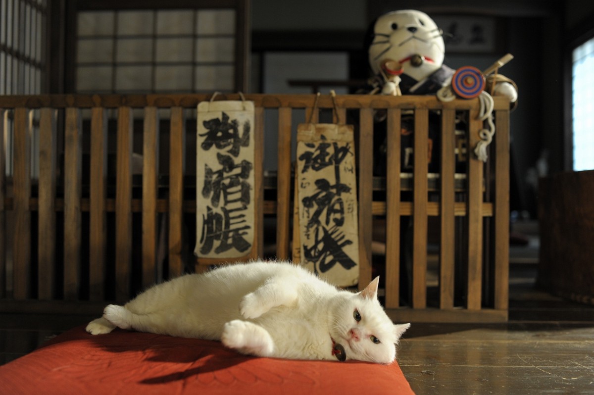 『猫侍』玉之丞の萌える秘蔵オフショット入手！ 三匹の白猫の見分け方も判明