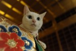 『猫侍』白猫・玉之丞の秘蔵オフショットを独占公開！
