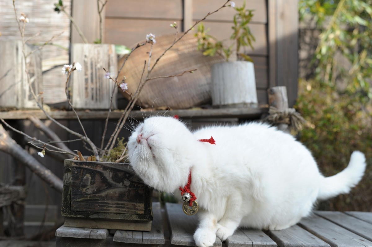 『猫侍』玉之丞の萌える秘蔵オフショット入手！ 三匹の白猫の見分け方も判明