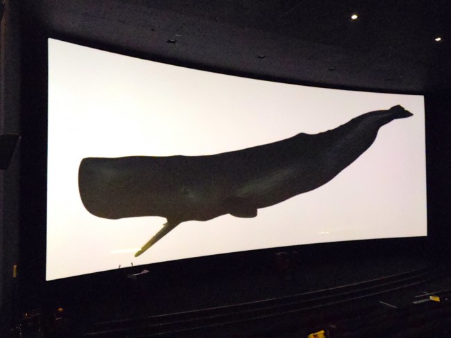 マッコウクジラも余裕で入ってしまうほど巨大なスクリーン。