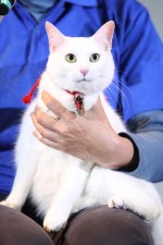 『猫侍』ティーチインイベントに登場した、玉之丞役のさくら（若・メス）