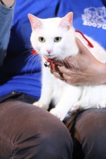 『猫侍』ティーチインイベントに登場した、玉之丞役のさくら（若・メス）