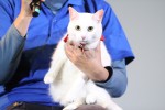 『猫侍』ティーチインイベントに登場した、玉之丞役のさくら（若・メス）