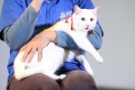 『猫侍』ティーチインイベントに登場した、玉之丞役のさくら（若・メス）