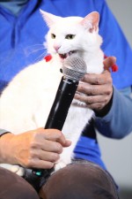 『猫侍』ティーチインイベントに登場した、玉之丞役のさくら（若・メス）