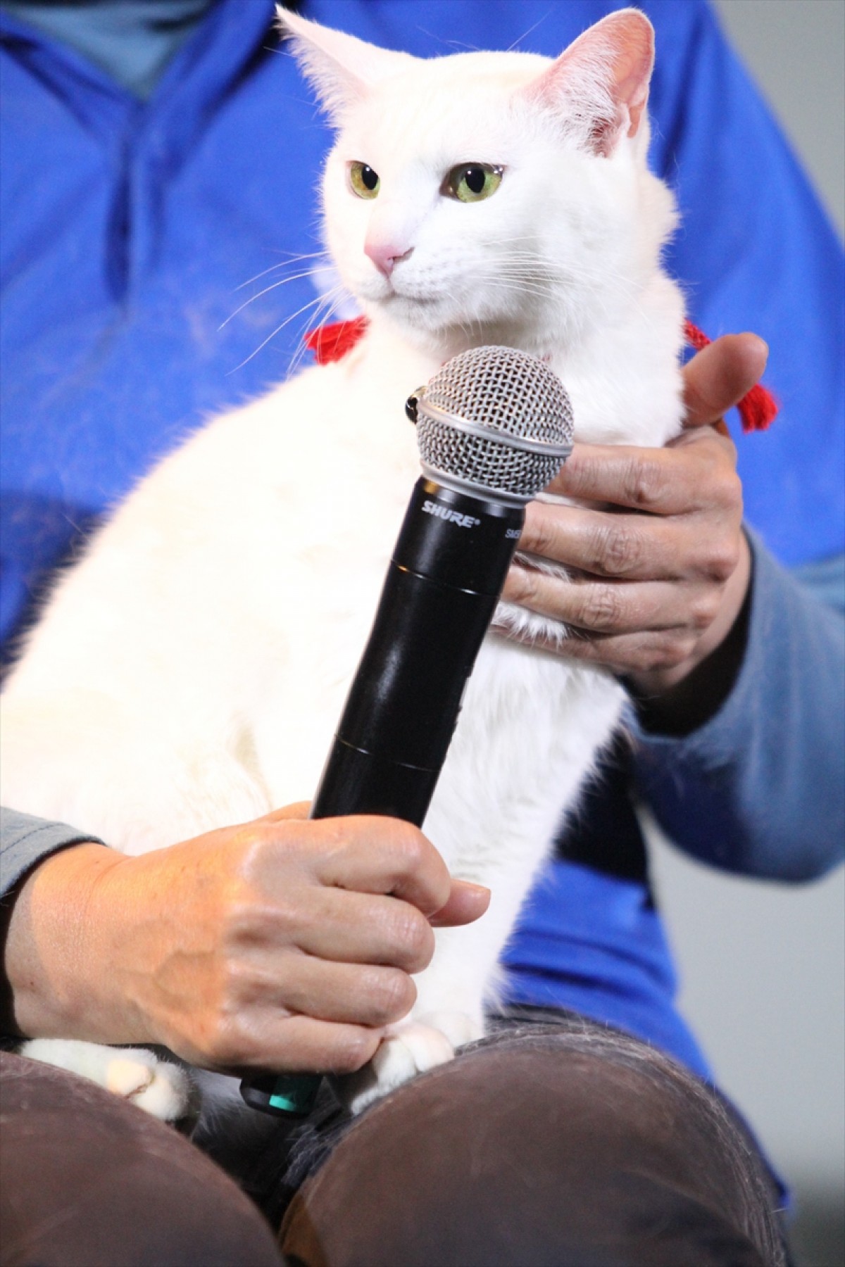 『猫侍』の玉之丞、同居中の猫と熱愛中!?も「乙女なので」と照れる