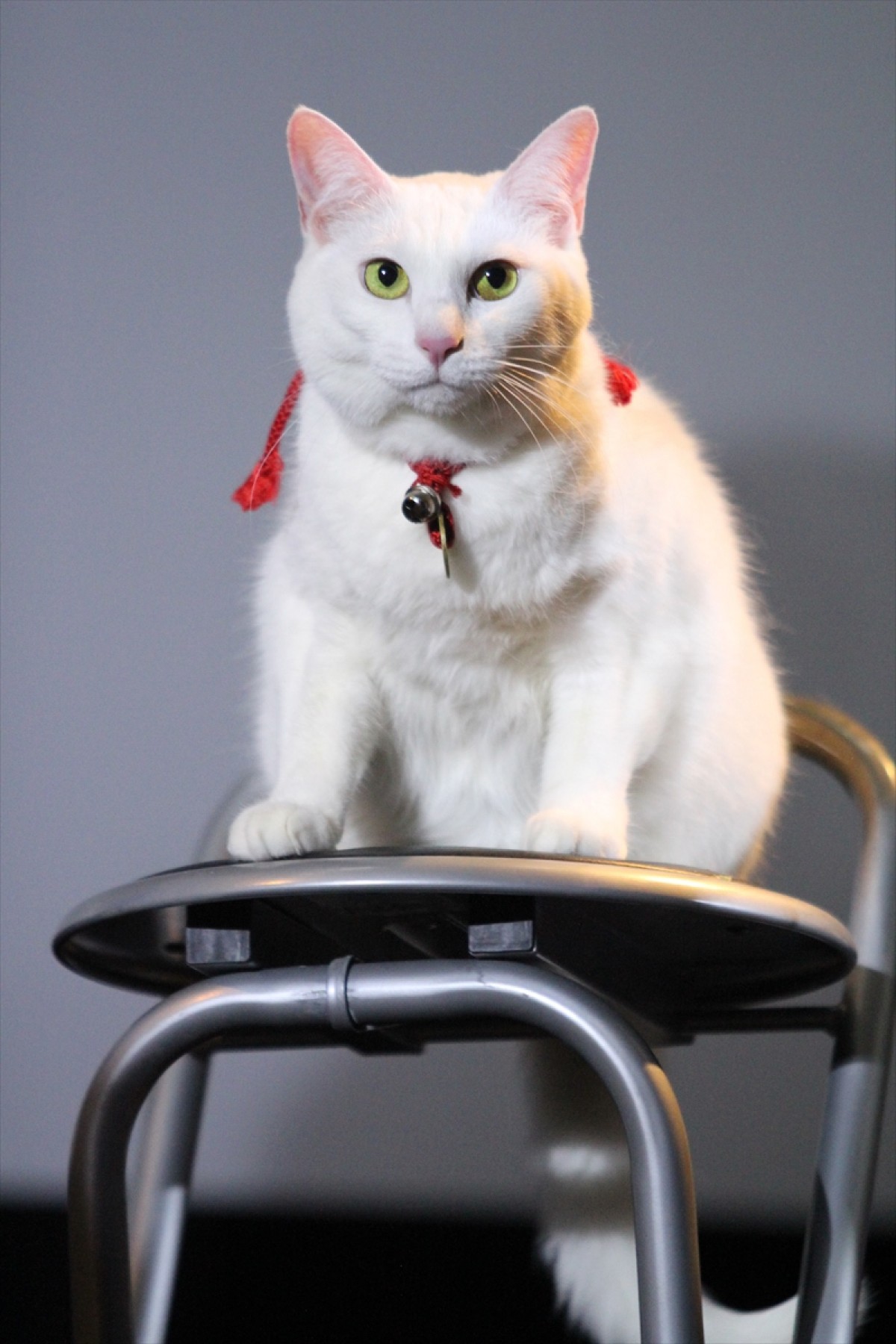 『猫侍』の玉之丞、同居中の猫と熱愛中!?も「乙女なので」と照れる