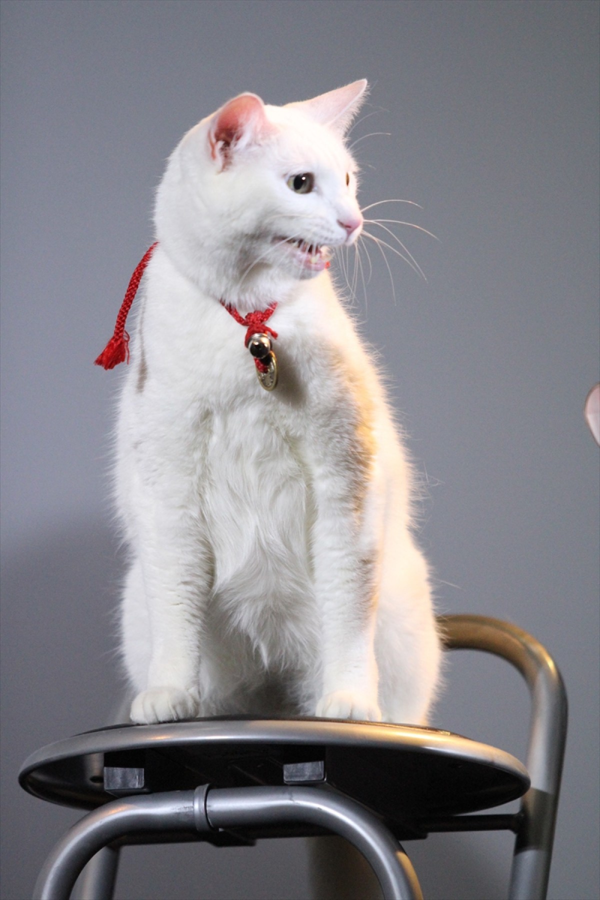 『猫侍』の玉之丞、同居中の猫と熱愛中!?も「乙女なので」と照れる