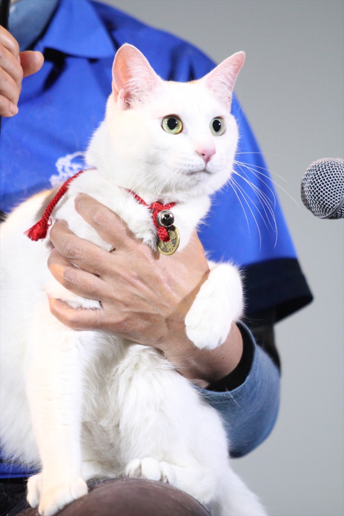 『猫侍』の玉之丞、同居中の猫と熱愛中!?も「乙女なので」と照れる
