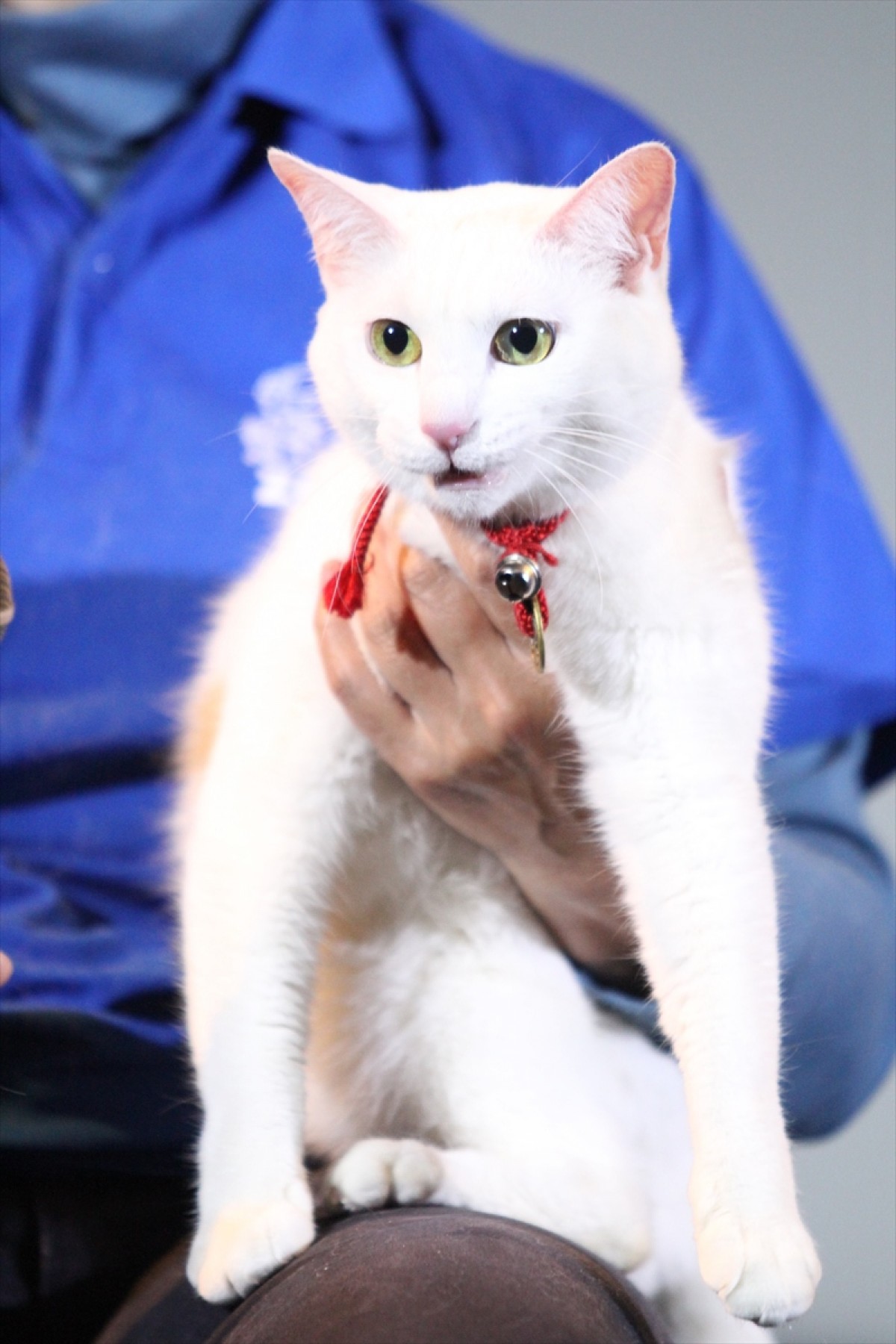 『猫侍』の玉之丞、同居中の猫と熱愛中!?も「乙女なので」と照れる