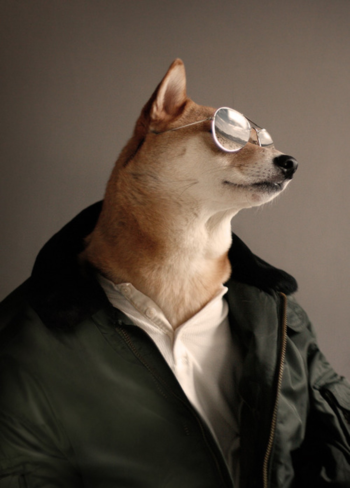 ダンディなポーズがきまってる！柴犬がファッションブランドを設立