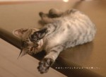 『のび猫　猫飼いしか知らない猫のばしのコツ。』のび猫写真を一部公開