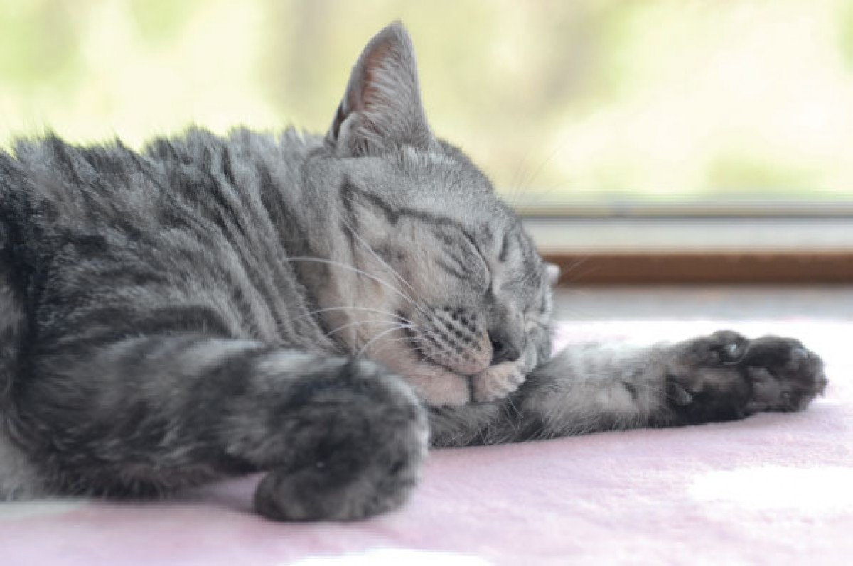 「のび～」ってしてる猫が満載！猫のばしのコツも学べる、写真集『のび猫』発売