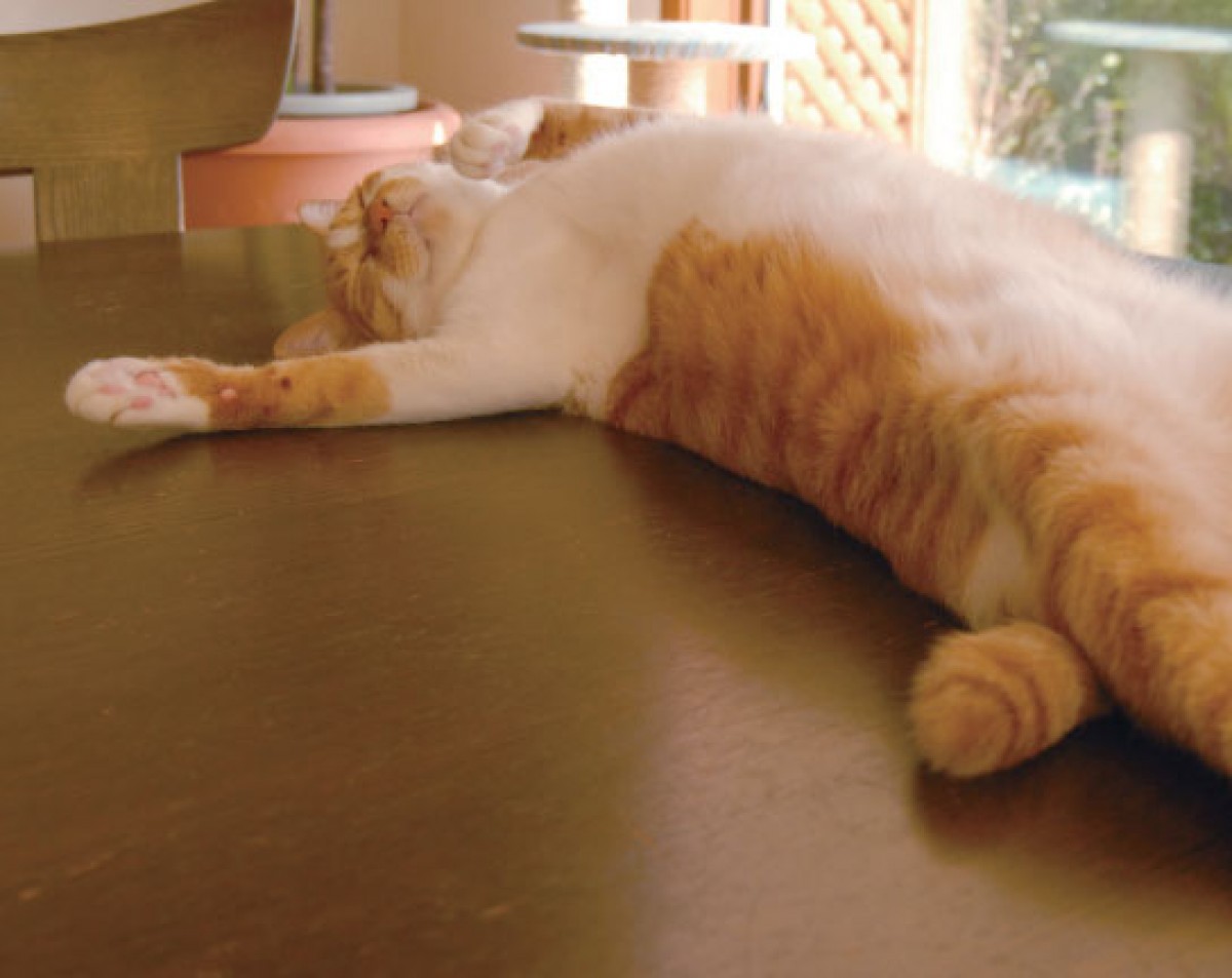 「のび～」ってしてる猫が満載！猫のばしのコツも学べる、写真集『のび猫』発売