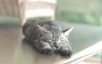 『のび猫　猫飼いしか知らない猫のばしのコツ。』のび猫写真を一部公開