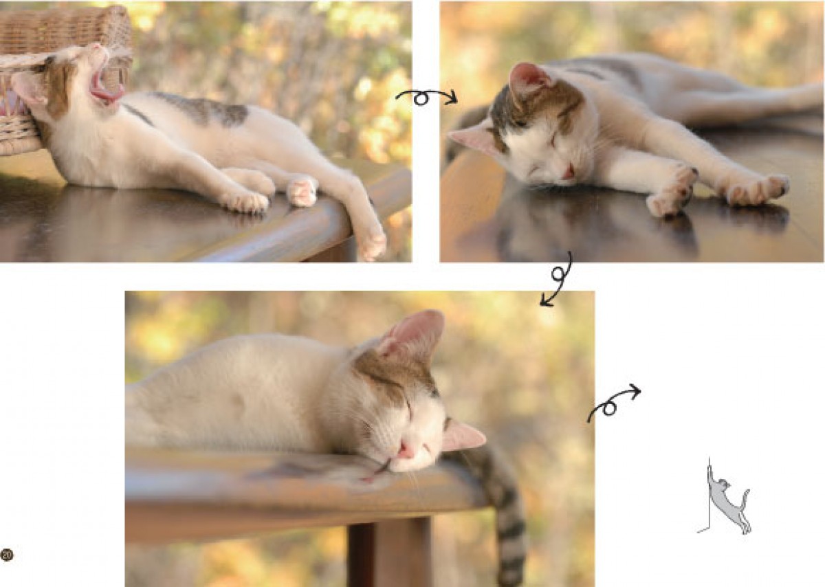 「のび～」ってしてる猫が満載！猫のばしのコツも学べる、写真集『のび猫』発売