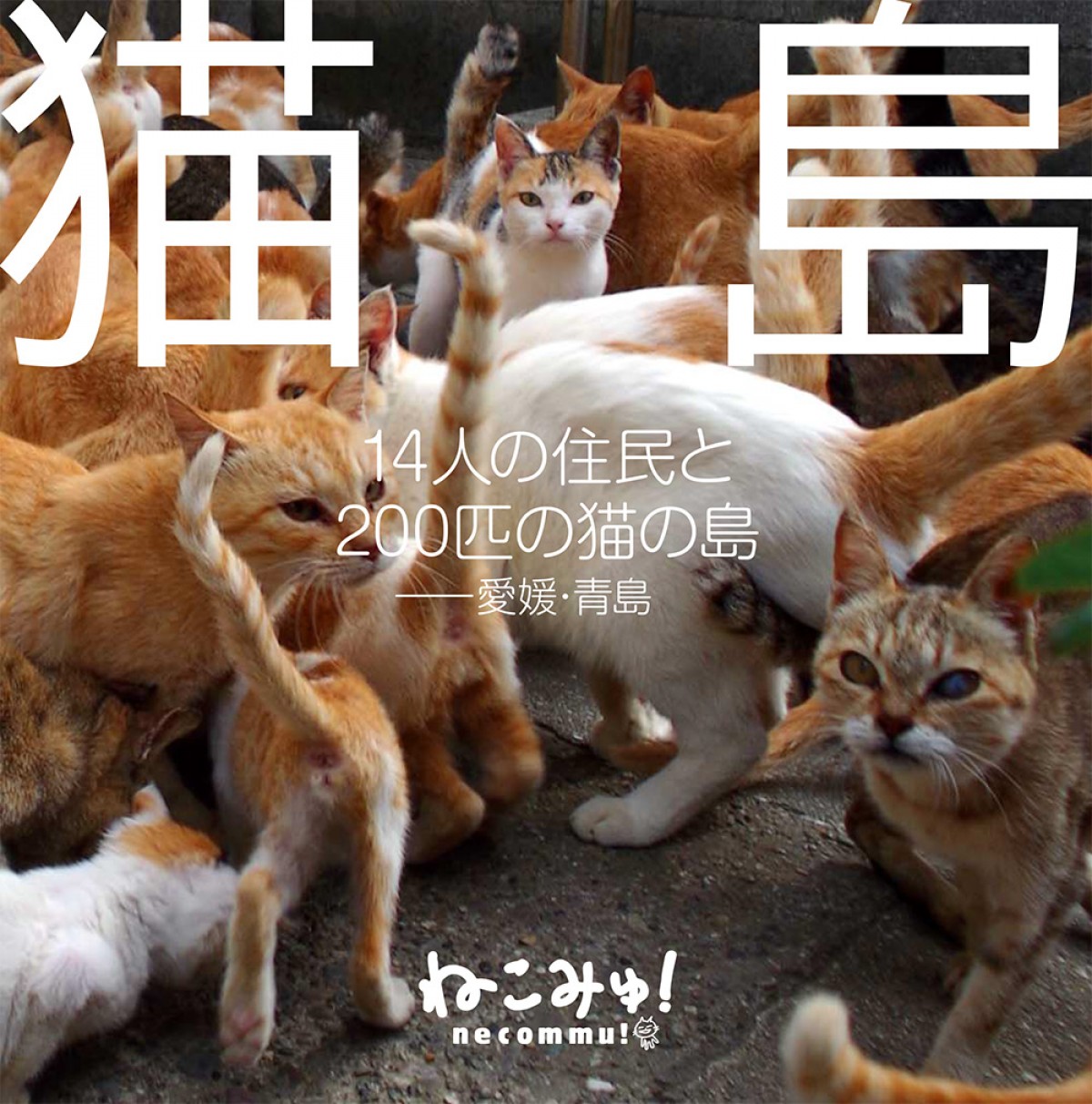 ネットで話題!! 200匹の猫の島を写した写真集『猫島』発売
