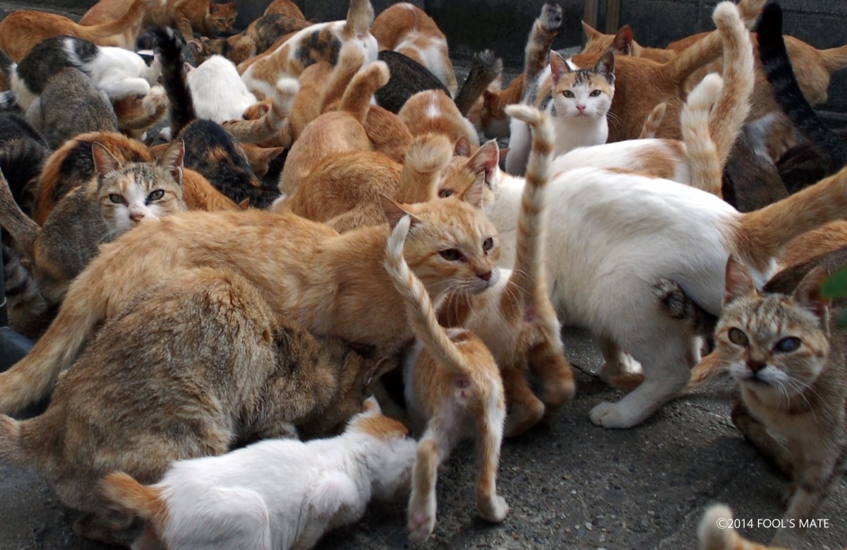 ネットで話題!! 200匹の猫の島を写した写真集『猫島』発売