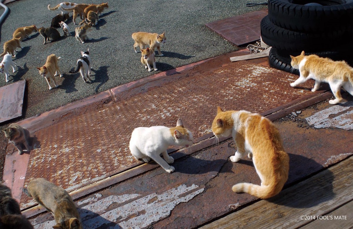 ネットで話題!! 200匹の猫の島を写した写真集『猫島』発売
