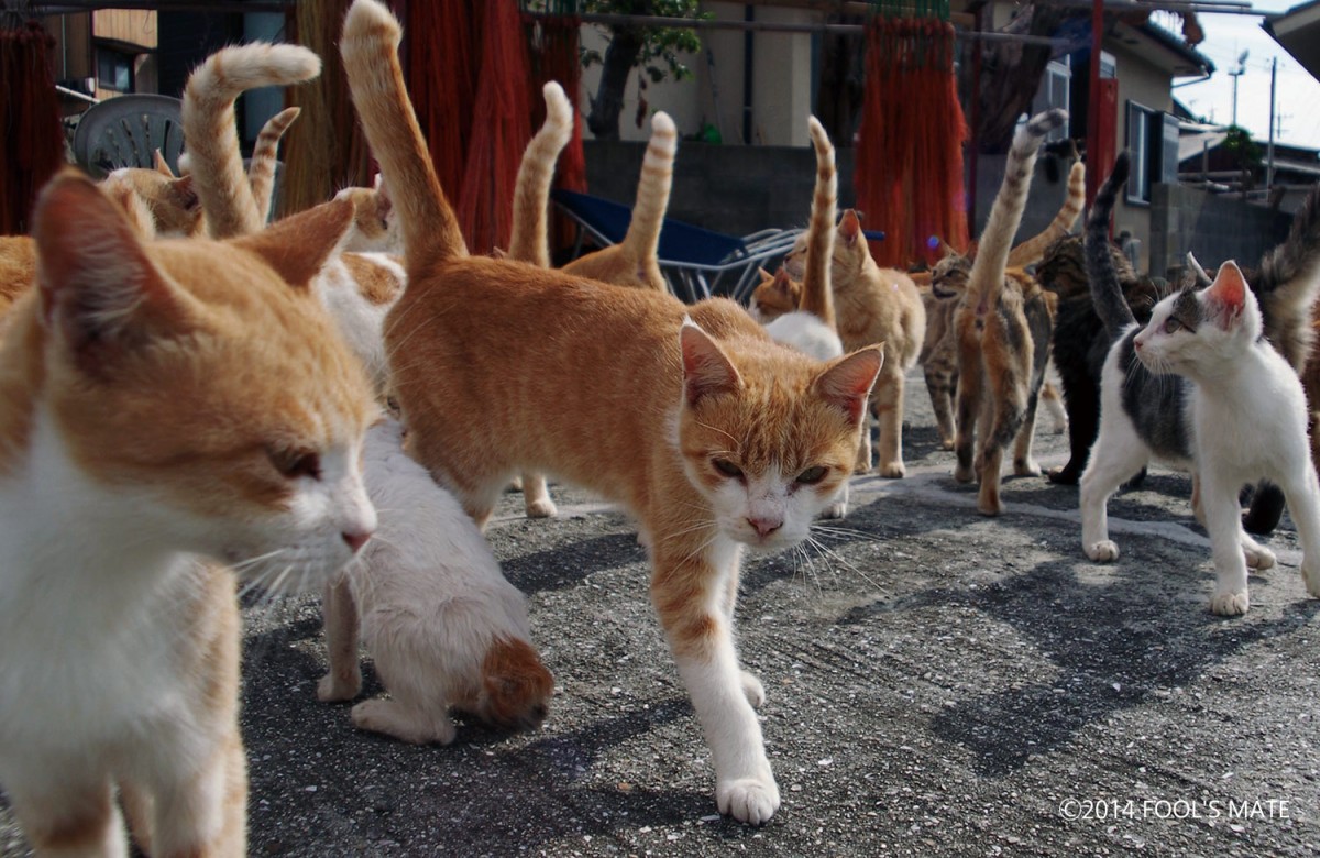 ネットで話題!! 200匹の猫の島を写した写真集『猫島』発売