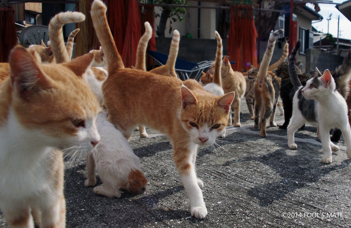 ネットで話題!! 200匹の猫の島を写した写真集『猫島』発売