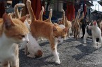 『猫島 14人の住民と200匹の猫の島‐愛媛・青島』写真集サンプル