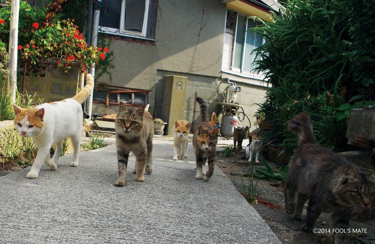 ネットで話題!! 200匹の猫の島を写した写真集『猫島』発売