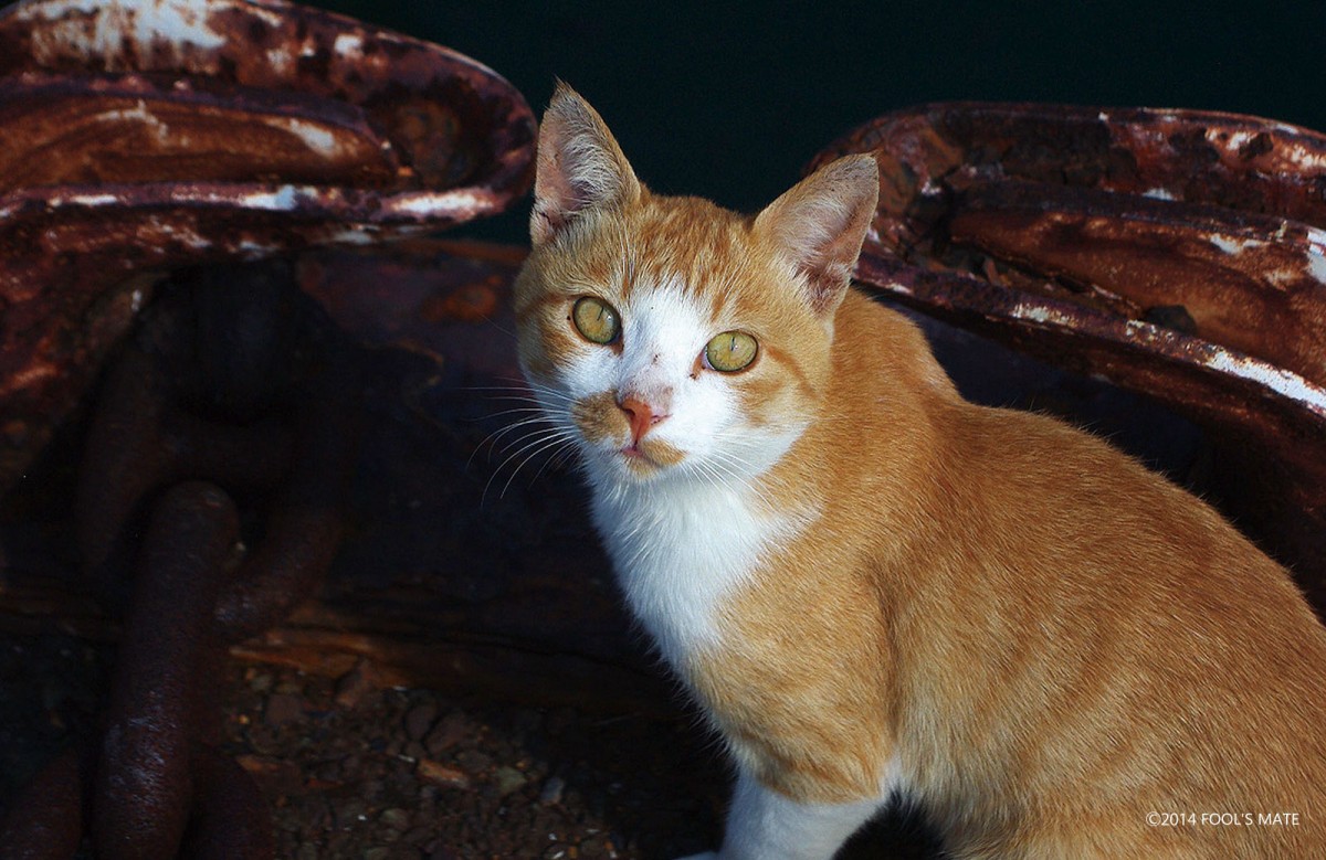 ネットで話題!! 200匹の猫の島を写した写真集『猫島』発売