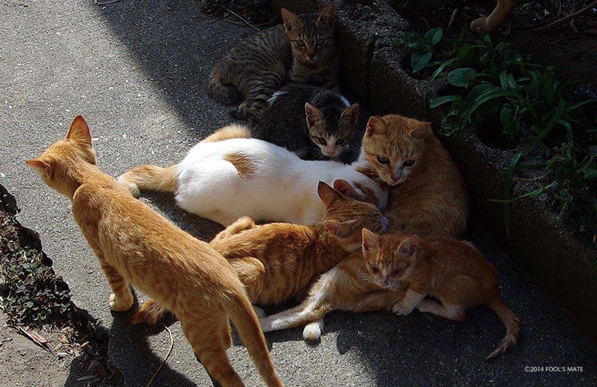 ネットで話題!! 200匹の猫の島を写した写真集『猫島』発売