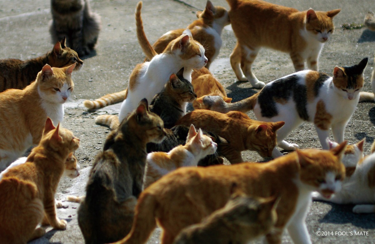 ネットで話題!! 200匹の猫の島を写した写真集『猫島』発売