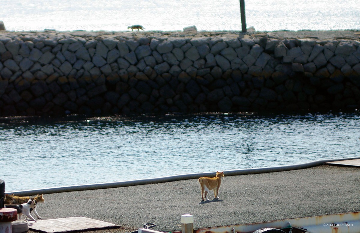 ネットで話題!! 200匹の猫の島を写した写真集『猫島』発売