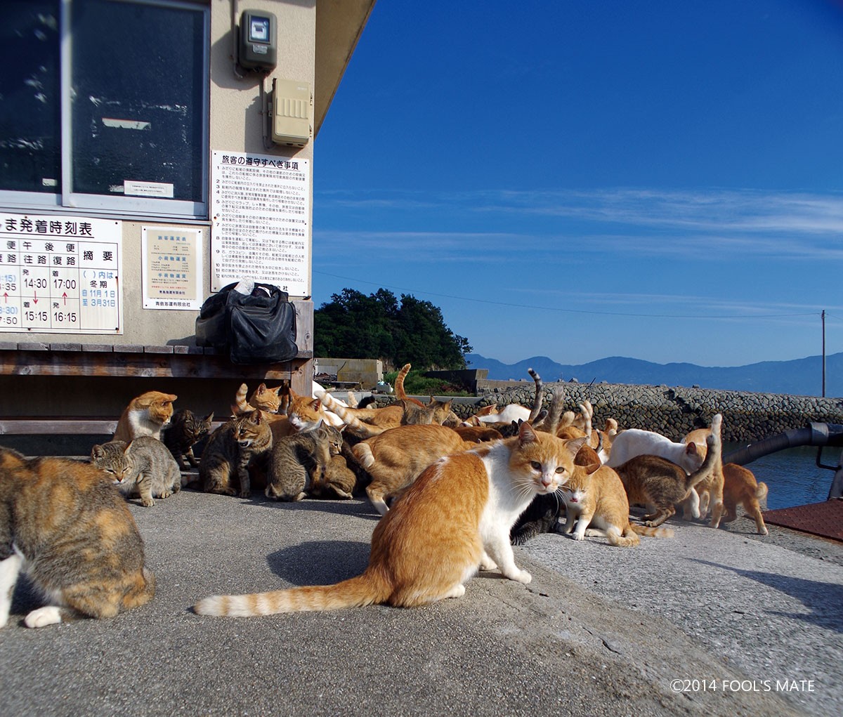 ネットで話題!! 200匹の猫の島を写した写真集『猫島』発売