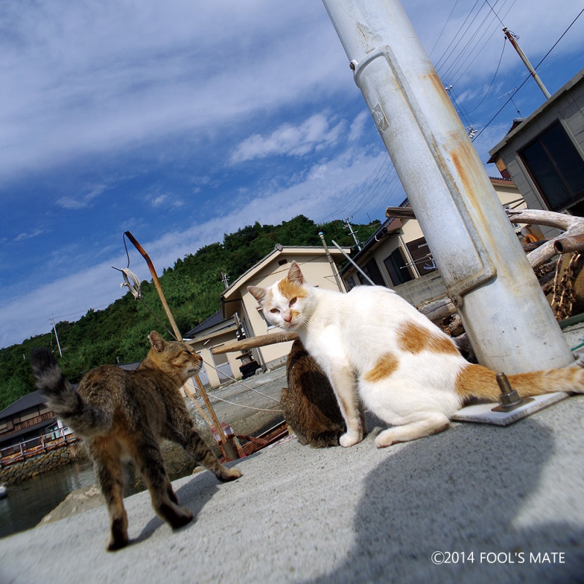 ネットで話題!! 200匹の猫の島を写した写真集『猫島』発売
