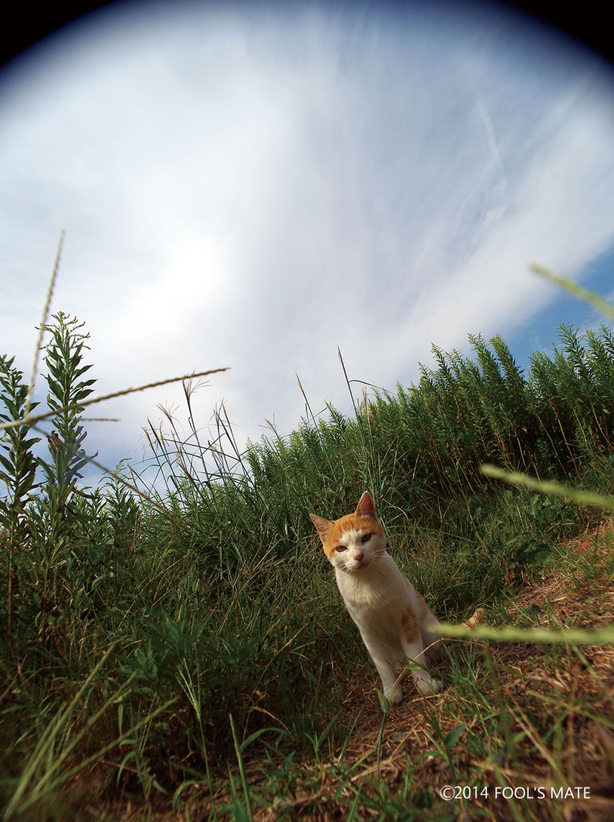 ネットで話題!! 200匹の猫の島を写した写真集『猫島』発売