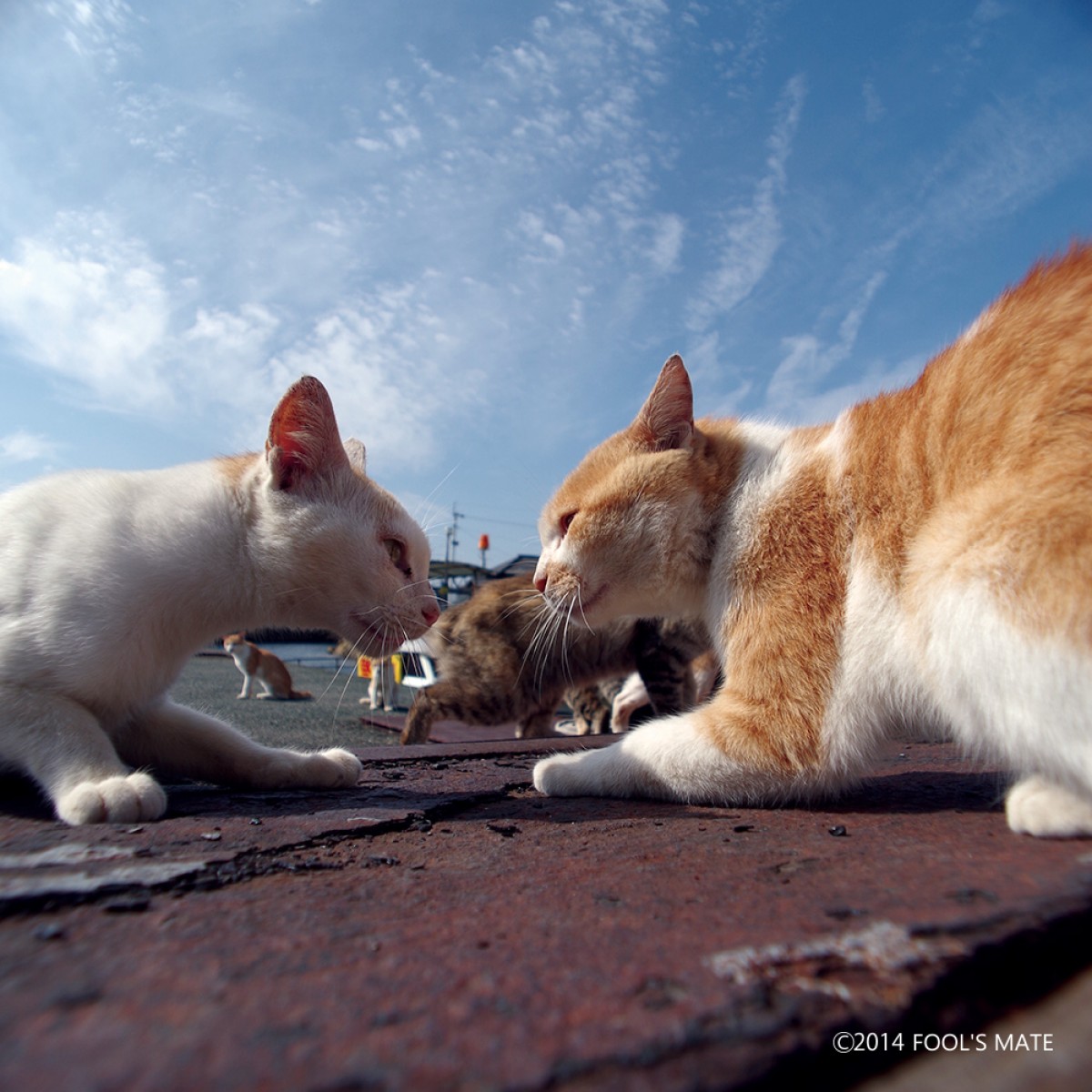 ネットで話題!! 200匹の猫の島を写した写真集『猫島』発売