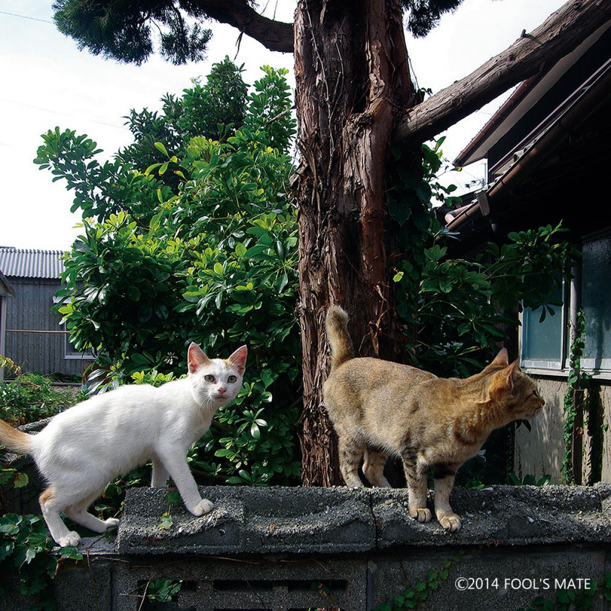 ネットで話題!! 200匹の猫の島を写した写真集『猫島』発売
