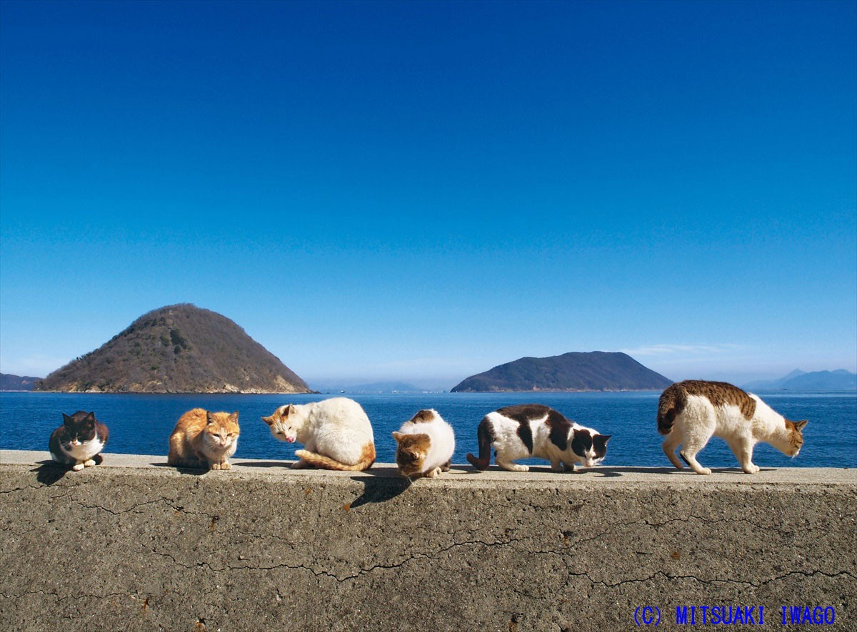 島には猫が似合う。「世界ネコ歩き」のカメラマンが手掛けた写真集が話題