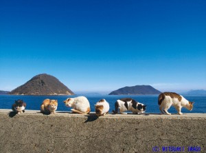 『岩合光昭　島の猫 』北海道から沖縄まで、美しい島でのびのび暮らす猫の姿を収めた珠玉の一冊