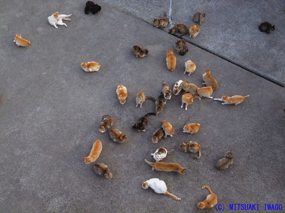 島には猫が似合う。「世界ネコ歩き」のカメラマンが手掛けた写真集が話題
