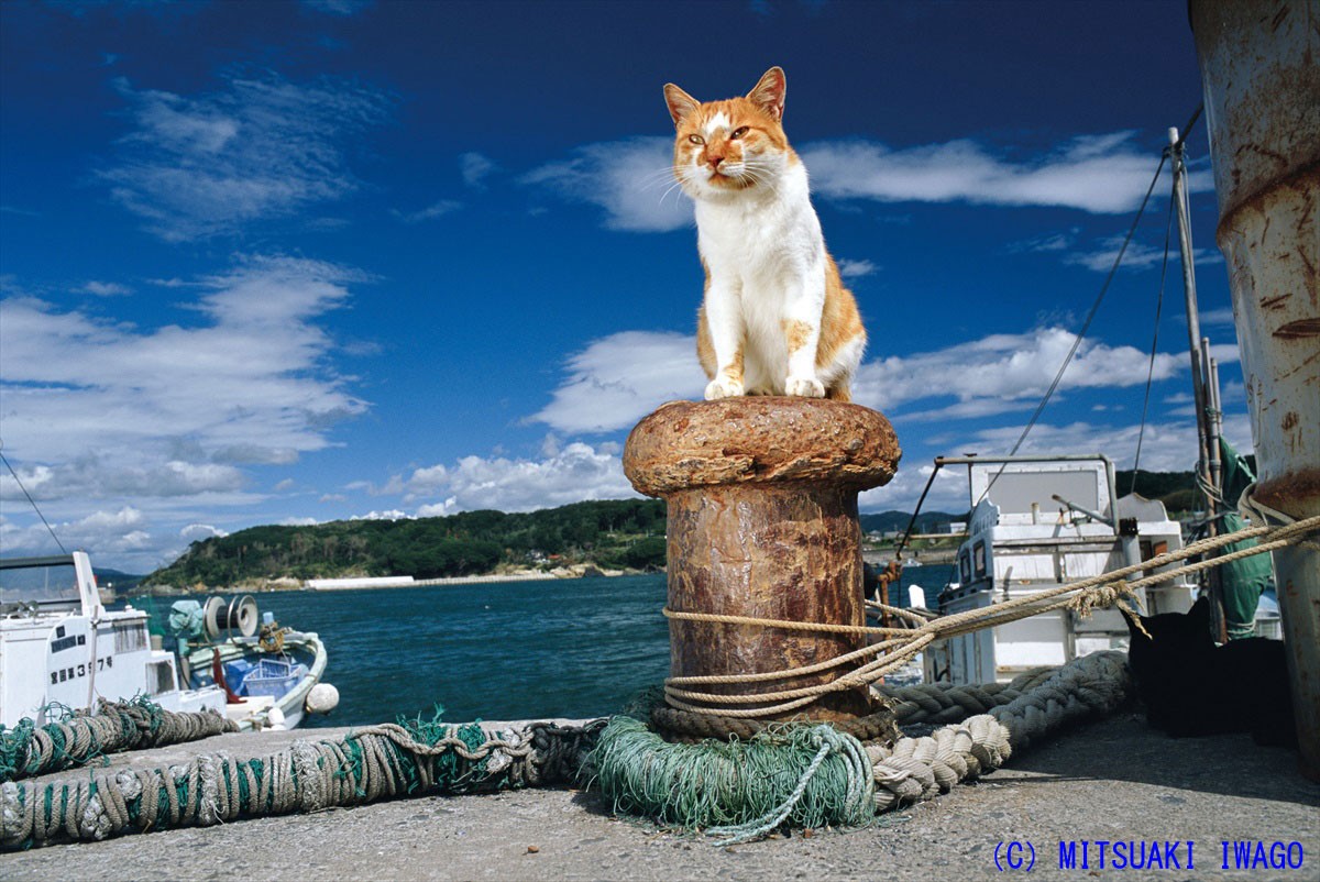 島には猫が似合う。「世界ネコ歩き」のカメラマンが手掛けた写真集が話題