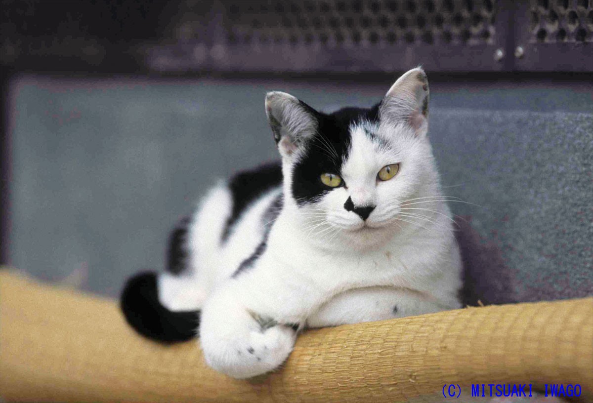 島には猫が似合う。「世界ネコ歩き」のカメラマンが手掛けた写真集が話題